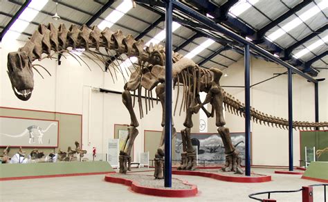 Largest Dino.